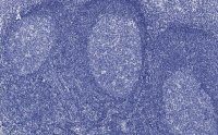 Anti-CD45 Antibody, clone 5L3, ZooMAb� Rabbit Monoclonal 