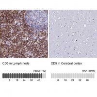 Anti-CD5 antibody produced in rabbit 