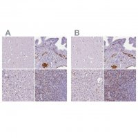 Anti-CD5L antibody produced in rabbit 