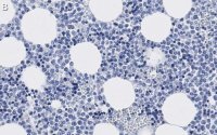 Anti-CD63 Antibody, clone 3H6 ZooMAb� Rabbit Monoclonal 