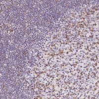 Anti-CD69 antibody produced in rabbit 