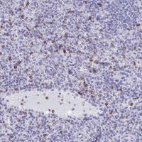 Anti-CD7 antibody produced in rabbit 