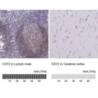 Anti-CD72 antibody produced in rabbit 