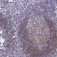 Anti-CD72 antibody produced in rabbit 