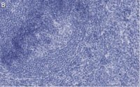 Anti-CD73 (NT5E) Antibody, clone 1F22 ZooMAb� Rabbit Monoclonal 