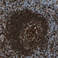 Anti-CD74 antibody produced in rabbit 