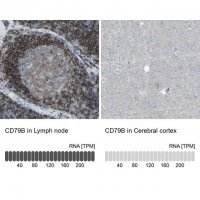 Anti-CD79B antibody produced in rabbit 