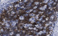 Anti-CD8 Antibody, clone 1H21 ZooMAb� Rabbit Monoclonal 