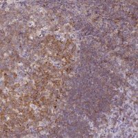 Anti-CD80 antibody produced in rabbit