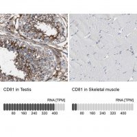 Anti-CD81 antibody produced in rabbit 