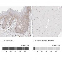 Anti-CD82 antibody produced in rabbit 