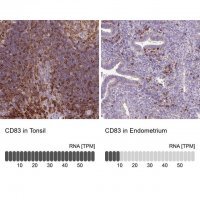 Anti-CD83 antibody produced in rabbit 