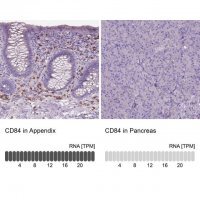 Anti-CD84 antibody produced in rabbit