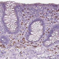 Anti-CD84 antibody produced in rabbit