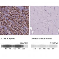 Anti-CD8A antibody produced in rabbit 