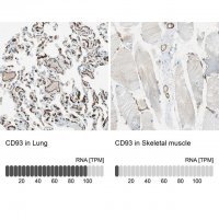 Anti-CD93 antibody produced in rabbit 