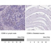 Anti-CD96 antibody produced in rabbit 