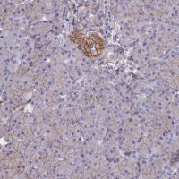 Anti-CD99 antibody produced in rabbit HPA035304-100UL