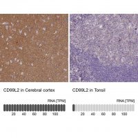 Anti-CD99L2 antibody produced in rabbit HPA038782-100UL