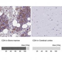 Anti-CDA antibody produced in rabbit 