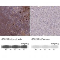 Anti-CDC25B antibody produced in rabbit 