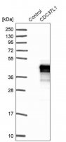 Anti-CDC37L1 antibody produced in rabbit 