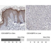 Anti-CDC42BPG antibody produced in rabbit 
