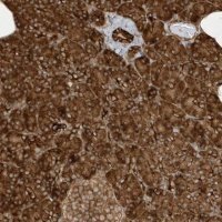 Anti-CDC42EP3 antibody produced in rabbit