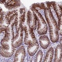 Anti-CDC42EP5 antibody produced in rabbit