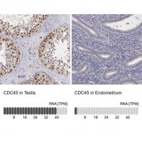 ANTI-CDC45 antibody produced in rabbit 