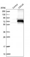 ANTI-CDC45 antibody produced in rabbit 