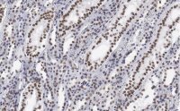 Anti-CDC5L Antibody, clone 4F8 ZooMAb� Rabbit Monoclonal 
