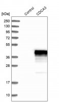 Anti-CDCA3 antibody produced in rabbit 