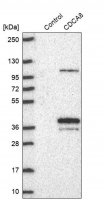Anti-CDCA8 antibody produced in rabbit 