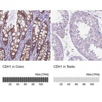 Anti-CDH1 antibody produced in rabbit 