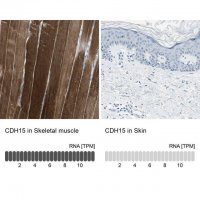 Anti-CDH15 antibody produced in rabbit 