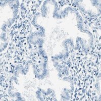 Anti-CDH15 antibody produced in rabbit 