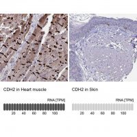 Anti-CDH2 antibody produced in rabbit