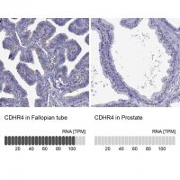 Anti-CDHR4 