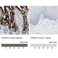 Anti-CDHR5 antibody produced in rabbit 