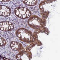 Anti-CDK2AP2 antibody produced in rabbit
