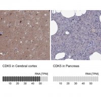 Anti-CDK5 antibody produced in rabbit 