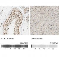 Anti-CDK7 antibody produced in rabbit 