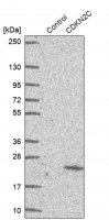 Anti-CDKN2C antibody produced in rabbit 