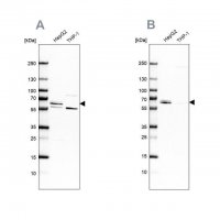 Anti-CDR2 antibody produced in rabbit 