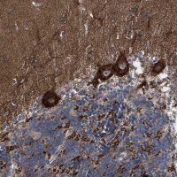 Anti-CDR2L antibody produced in rabbit 