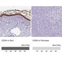 Anti-CDSN antibody produced in rabbit 