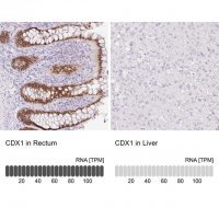 Anti-CDX1 antibody produced in rabbit 