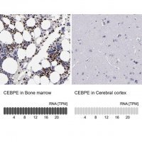 Anti-CEBPE antibody produced in rabbit 