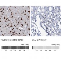 Anti-CELF2 antibody produced in rabbit 